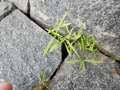 Scleromitrion brachypodum