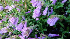 Penstemon ellipticus