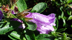 Penstemon ellipticus