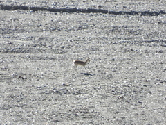 Procapra picticaudata