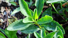 Penstemon ellipticus