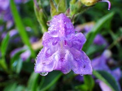 Penstemon ellipticus