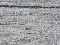 Procapra picticaudata