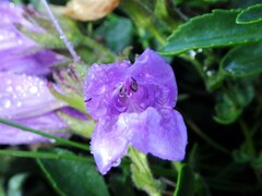 Penstemon ellipticus