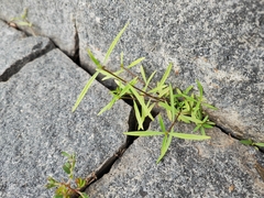 Scleromitrion brachypodum