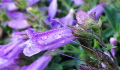 Penstemon ellipticus