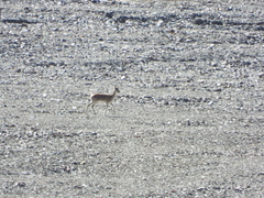 Procapra picticaudata