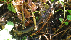 Penstemon ellipticus