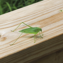 Amblycorypha oblongifolia
