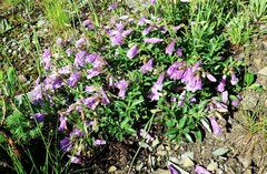 Penstemon ellipticus