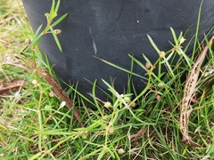 Scleromitrion diffusum