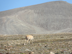 Pantholops hodgsonii