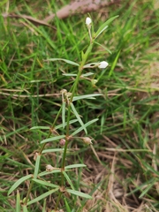 Scleromitrion diffusum