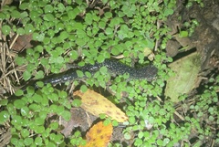 Plethodon albagula