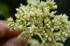 Desmanthodium perfoliatum