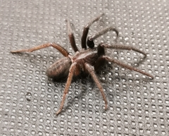 Segestria florentina
