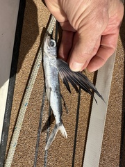 Cheilopogon melanurus