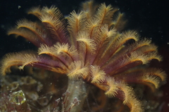 Eudistylia polymorpha