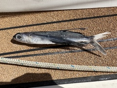 Cheilopogon melanurus