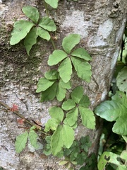 Tetrastigma obtectum