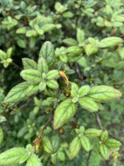 Rhododendron oldhamii