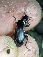 Pterostichus
