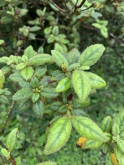 Rhododendron oldhamii