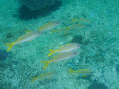 Mulloidichthys vanicolensis