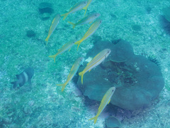 Mulloidichthys vanicolensis