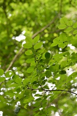 Phyllanthus mocinianus