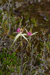 Caladenia fulva
