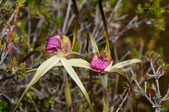 Caladenia fulva