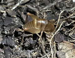 Ceuthophilus californianus