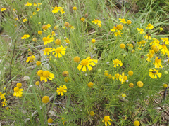 Helenium amarum