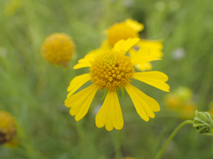 Helenium amarum
