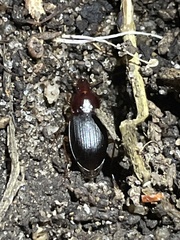 Calathus ruficollis