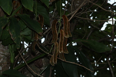 Mucuna