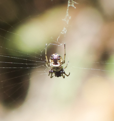Micrathena