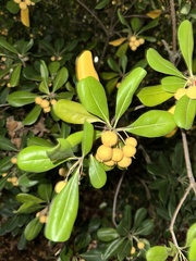 Pittosporum tobira