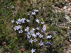 Gentianeae