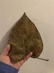 Cercis canadensis