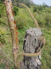 Hylocereeae