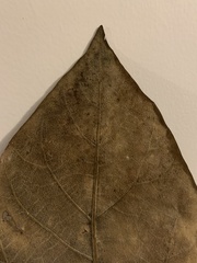 Cercis canadensis