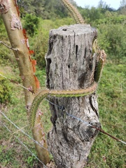 Hylocereeae