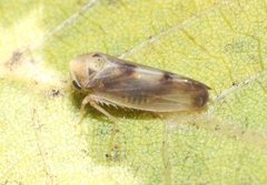 Pediopsoides davisi