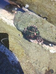 Acanthopleura echinata