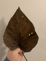 Cercis canadensis