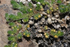 Selaginella peruviana