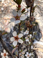 Leptospermum squarrosum