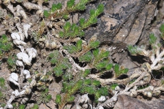 Selaginella peruviana